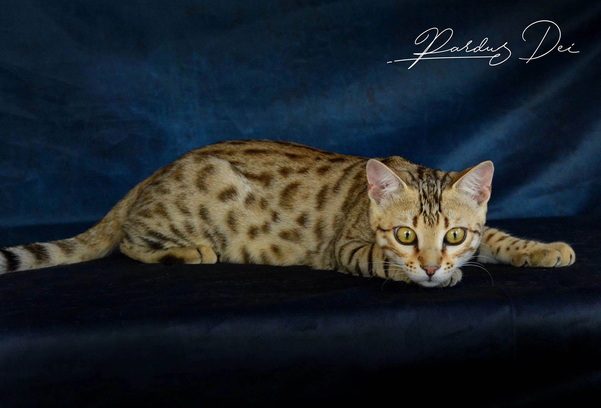 chat bengal